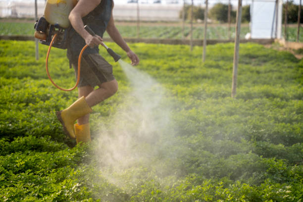 Best Exterminator Services  in El Mirage, AZ