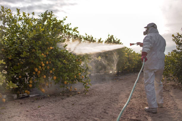 Best Termite Control Services  in El Mirage, AZ