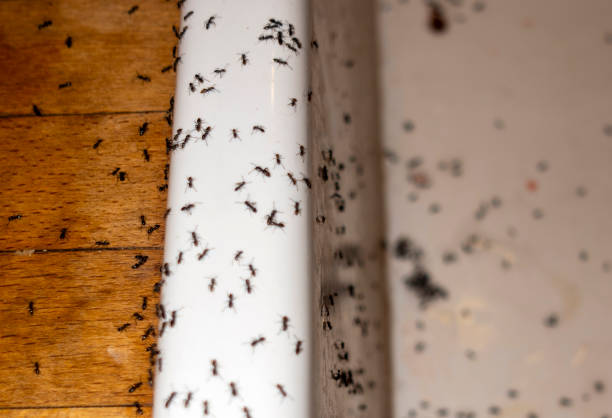 Trusted El Mirage, AZ Pest Control Experts