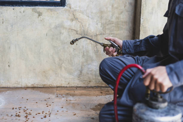 Best Rat Extermination Near Me  in El Mirage, AZ